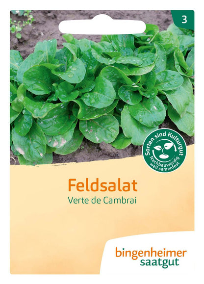 Feldsalat ‘Verte de Cambrai’ im Beet – kompakte, winterharte Rosetten mit nussigem Geschmack