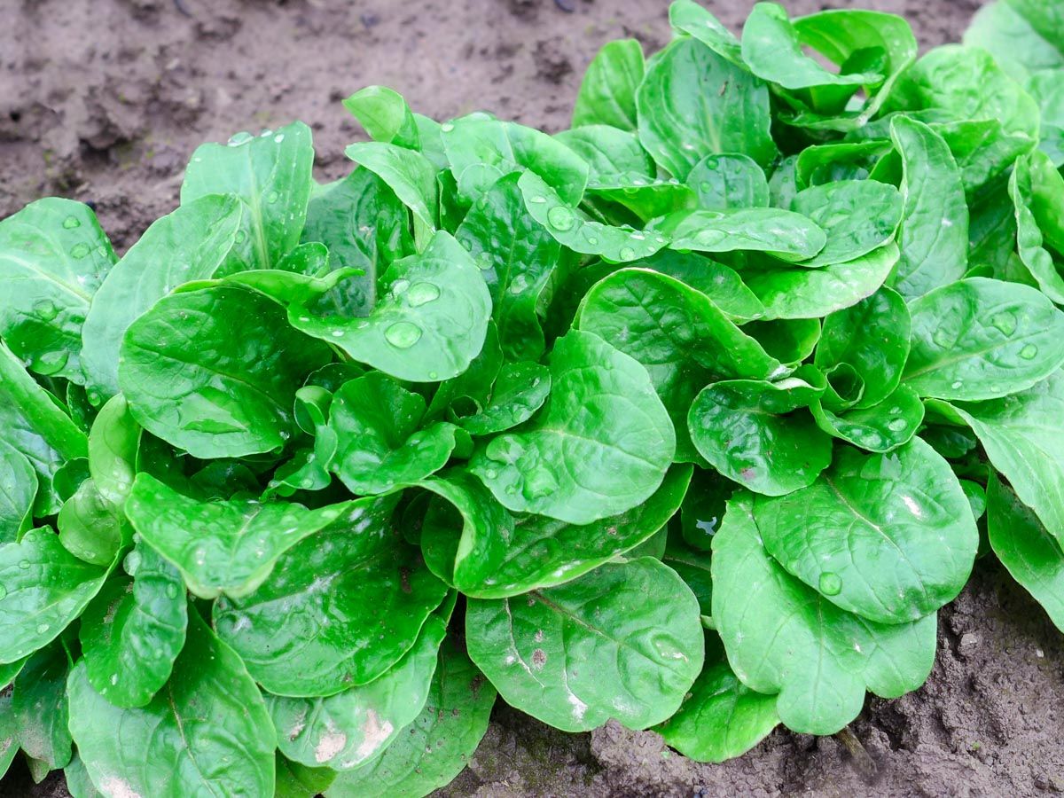 Feldsalat ‘Verte de Cambrai’ – samenfestes Saatgut, Vorderseite der Packung mit kräftigen, dunkelgrünen Rosetten