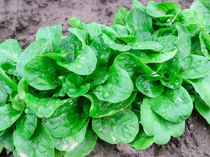 Feldsalat ‘Verte de Cambrai’ – samenfestes Saatgut, Vorderseite der Packung mit kräftigen, dunkelgrünen Rosetten