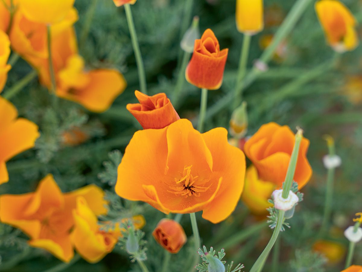Goldmohn Eschscholzia californica mit leuchtend orangefarbenen Blüten