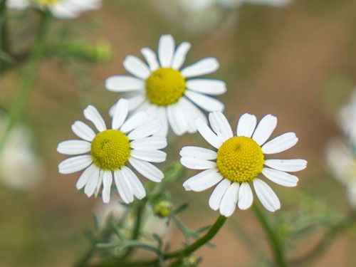 Echte Kamille (Matricaria chamomilla) in Vollblüte – weiße Zungenblüten mit gelber Mitte