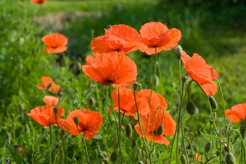 Klatschmohn Papaver rhoeas mit leuchtend roten Blüten auf einer Wiese