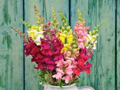 Bunte Löwenmäulchen-Blüten in Rosa, Rot, Gelb und Weiß vor einer türkisfarbenen Holzwand