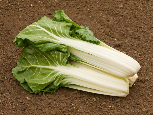 Geerntete Stängel von Mangold ‘Glatter Silber 3’ mit kräftigen, weißen Rippen