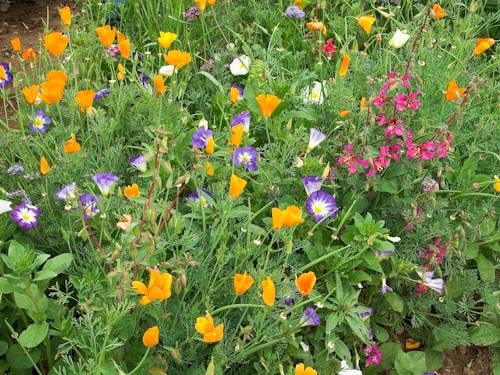 Bunte Sommerpracht Sommerblumenmischung mit orangefarbenen, violetten, weißen und rosafarbenen Blüten