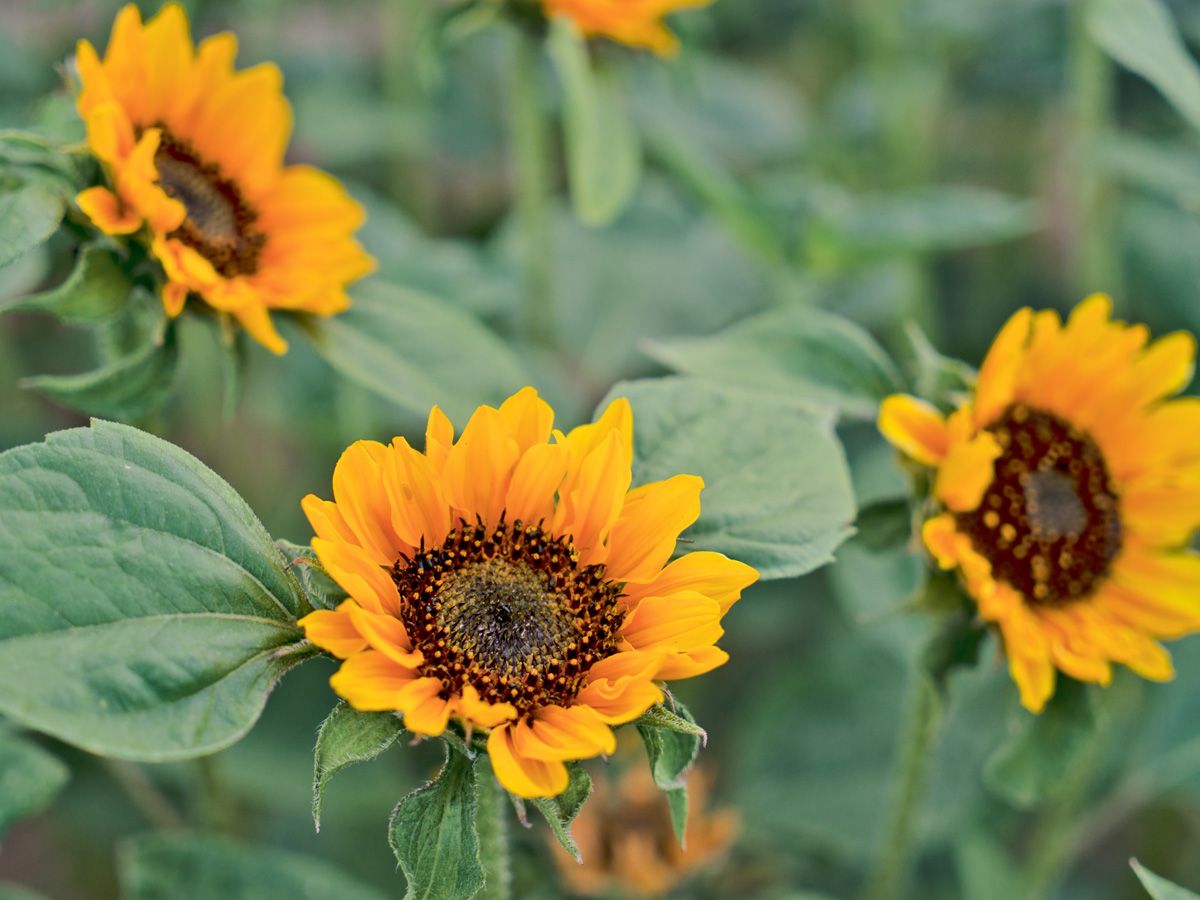 Sonnenblume Hella mit dunkelgelben Blüten und brauner Mitte