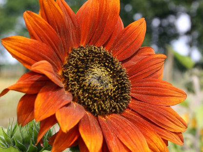 Sonnenblume Velvet Queen mit samtig rotbrauner Blüte und dunkler Mitte