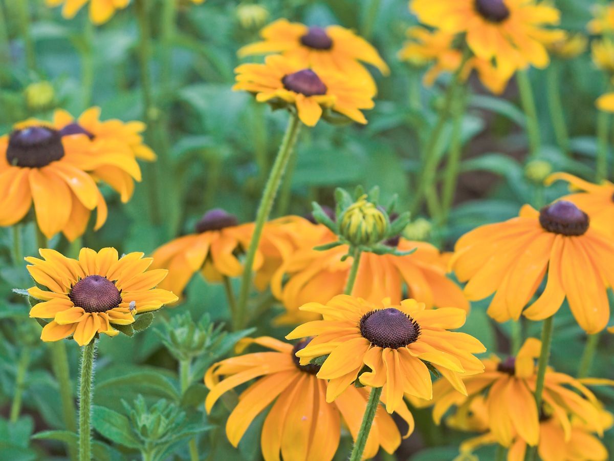 Goldgelbe Blüten des Sonnenhuts Rudbeckia hirta mit dunkler Blütenmitte
