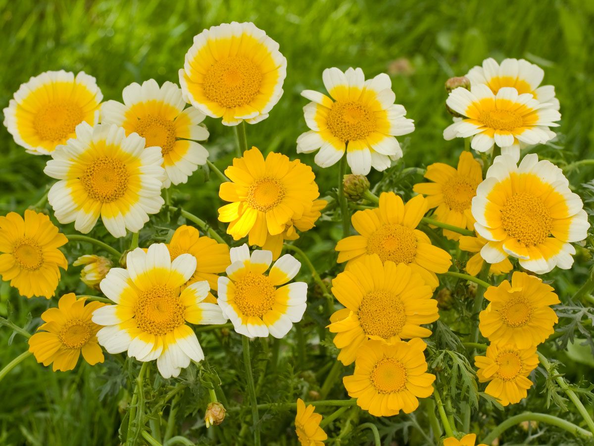 Bio Speisechrysantheme von Bingenheimer Saatgut mit gelben und weiß-gelben Blüten im Garten