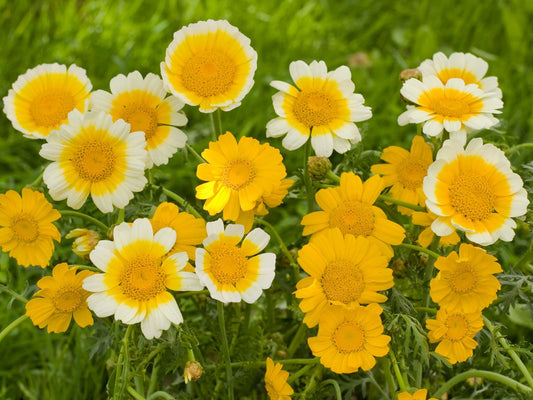Bio Speisechrysantheme von Bingenheimer Saatgut mit gelben und weiß-gelben Blüten im Garten