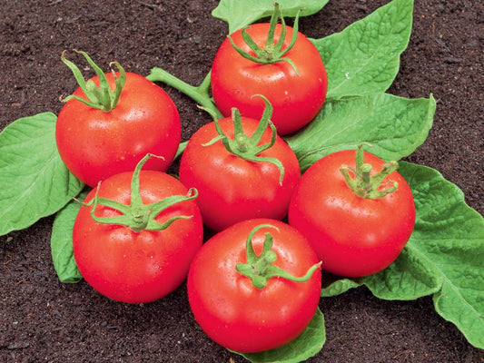 Erste Ernte der Tomate ‘Matina’ – platzfeste Früchte 70–80 g