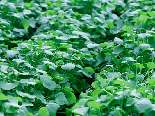 Winterpostelein im Beet – frostharter, dichter Bestand mit zarten dreieckigen Blättern