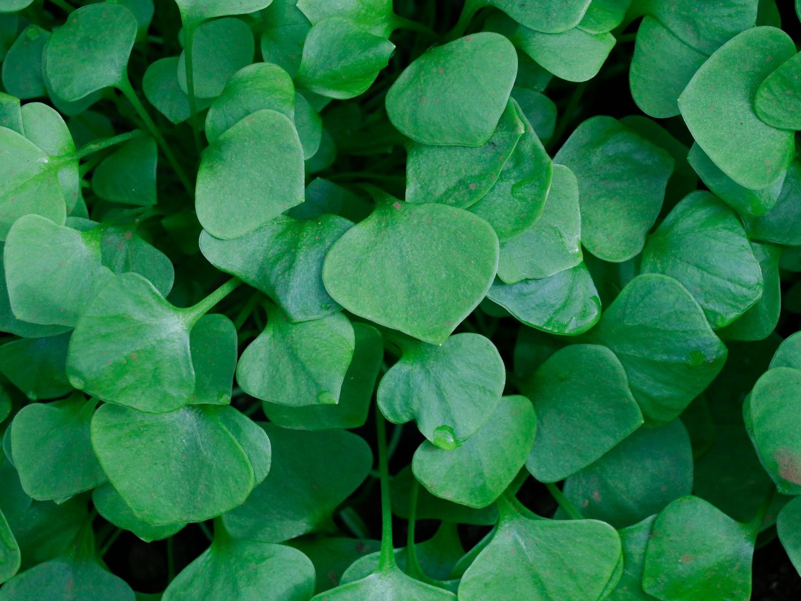 Nahaufnahme Winterpostelein – dreieckige, milde Blätter; mehrfach schnittfähig